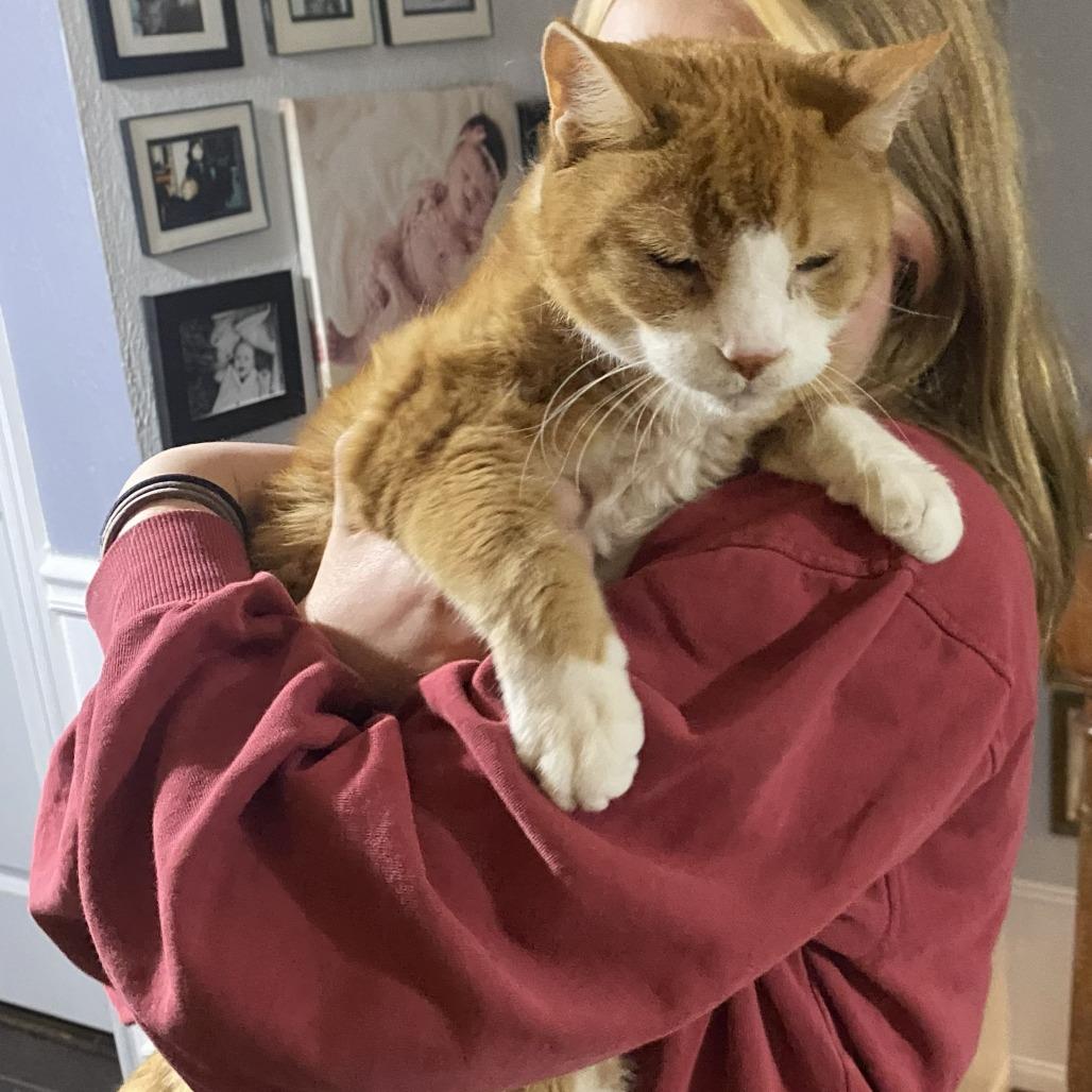 Enlarge Boots, a Adoptable Domestic Short Hair in York, PA image 5/5