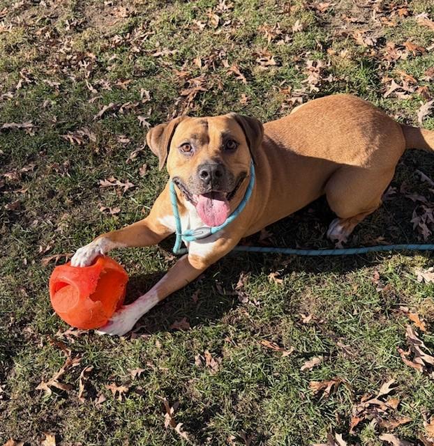 Enlarge Buster Brown, a Adoptable mixed breed in Prudenville, MI image 1/1
