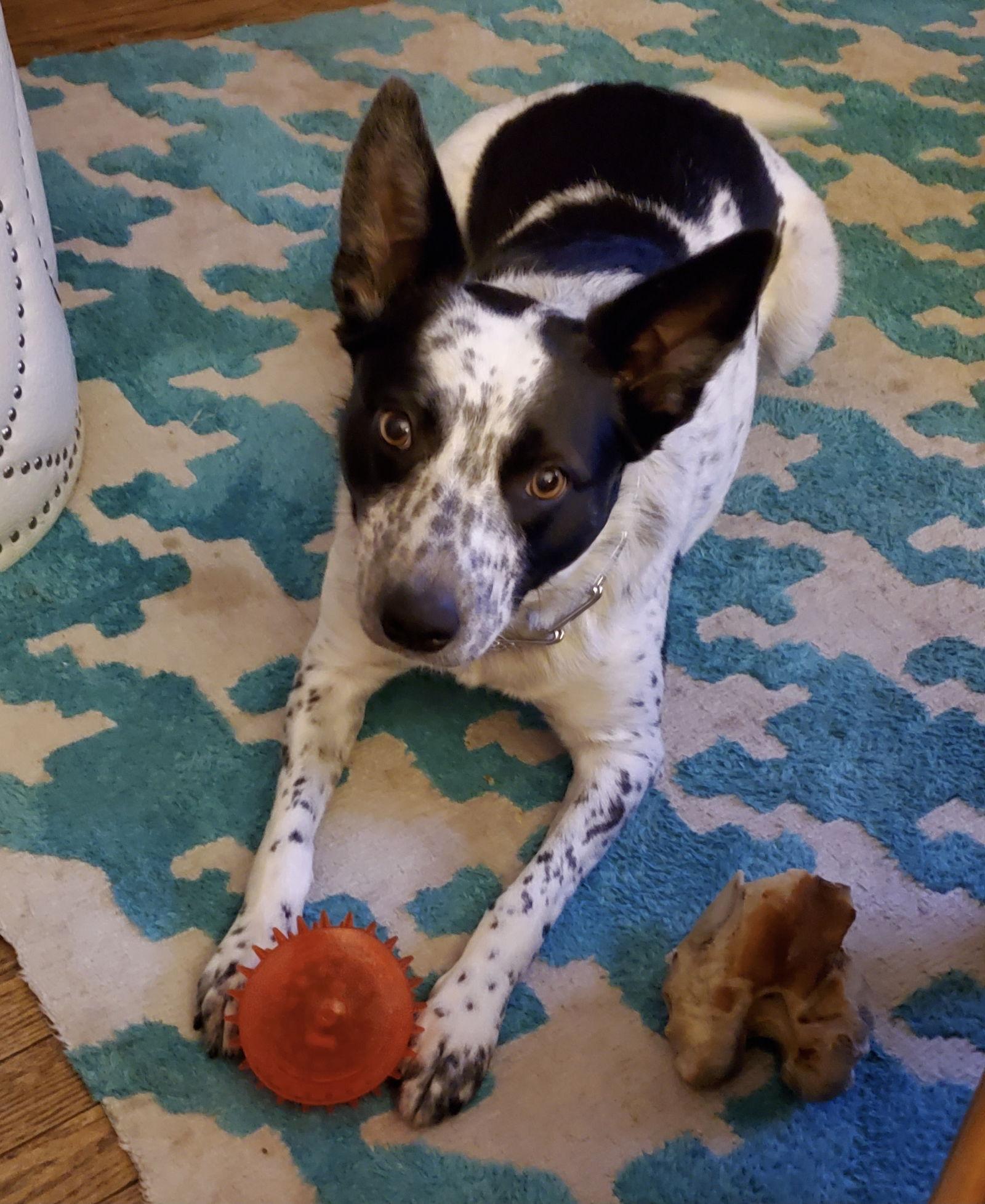 Gypsy Rose, a Adoptable Cattle Dog in Lewistown, PA image 1/3