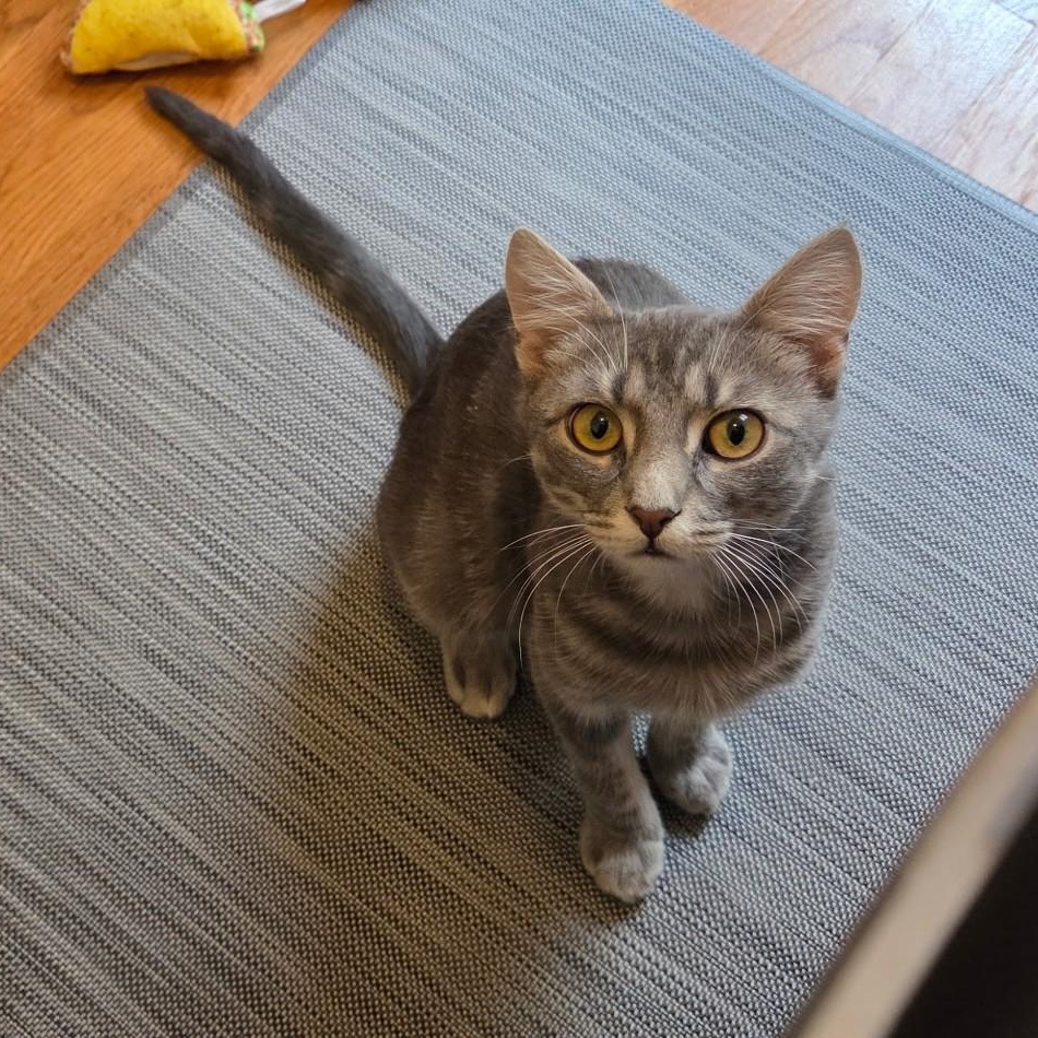 William, ADOPTABLE, Young Male Domestic Short Hair.