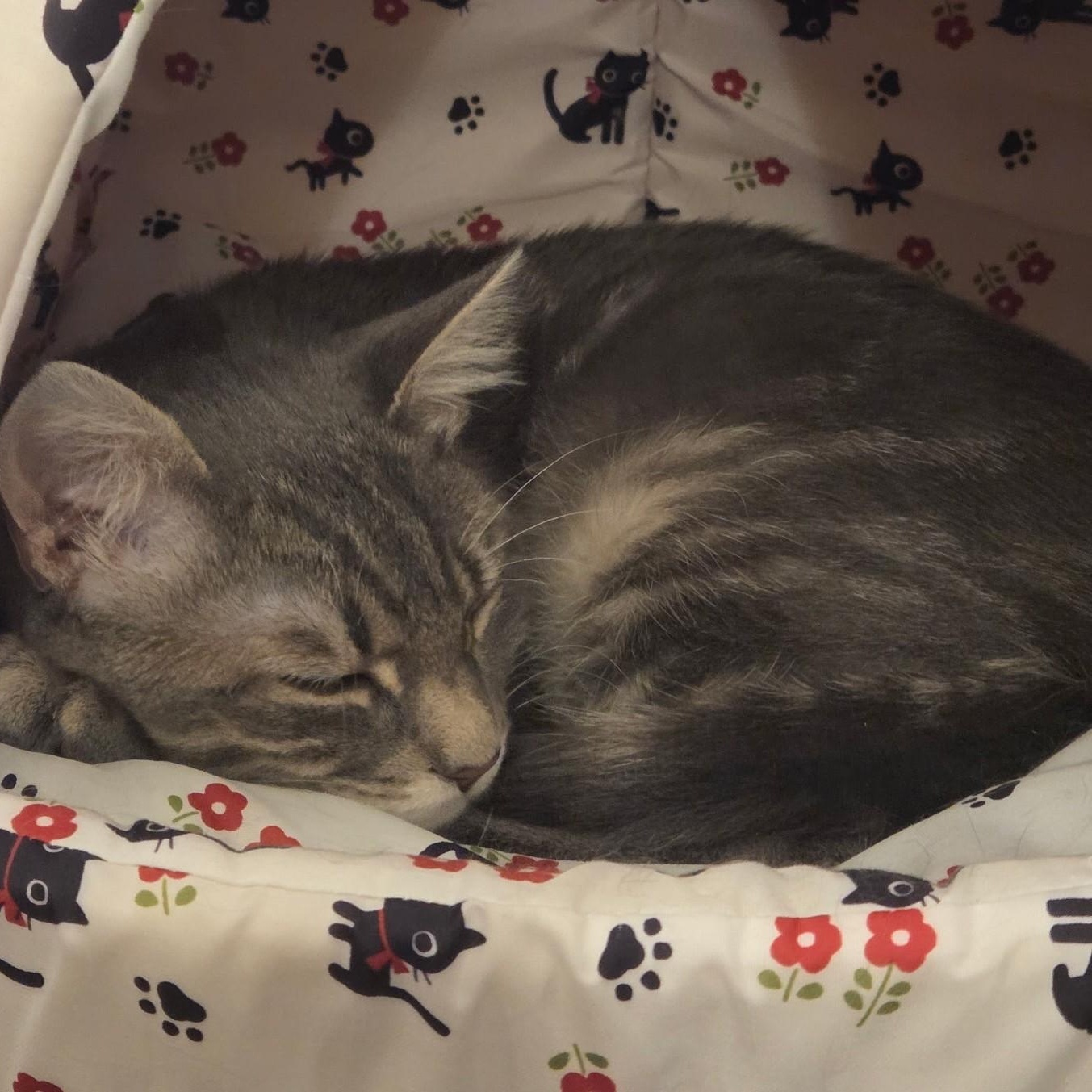 William, a ADOPTABLE Domestic Short Hair in West Orange, NJ image 5/6