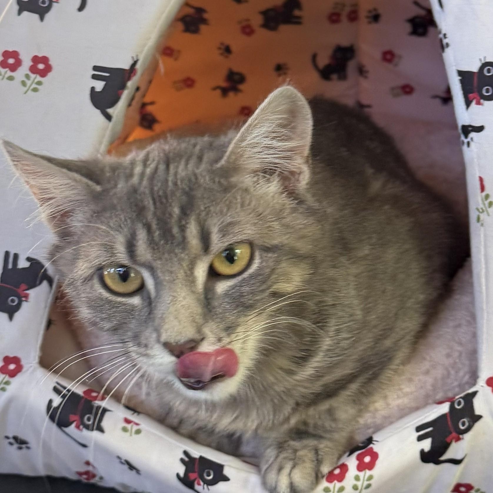 Enlarge William, a ADOPTABLE Domestic Short Hair in West Orange, NJ image 2/2