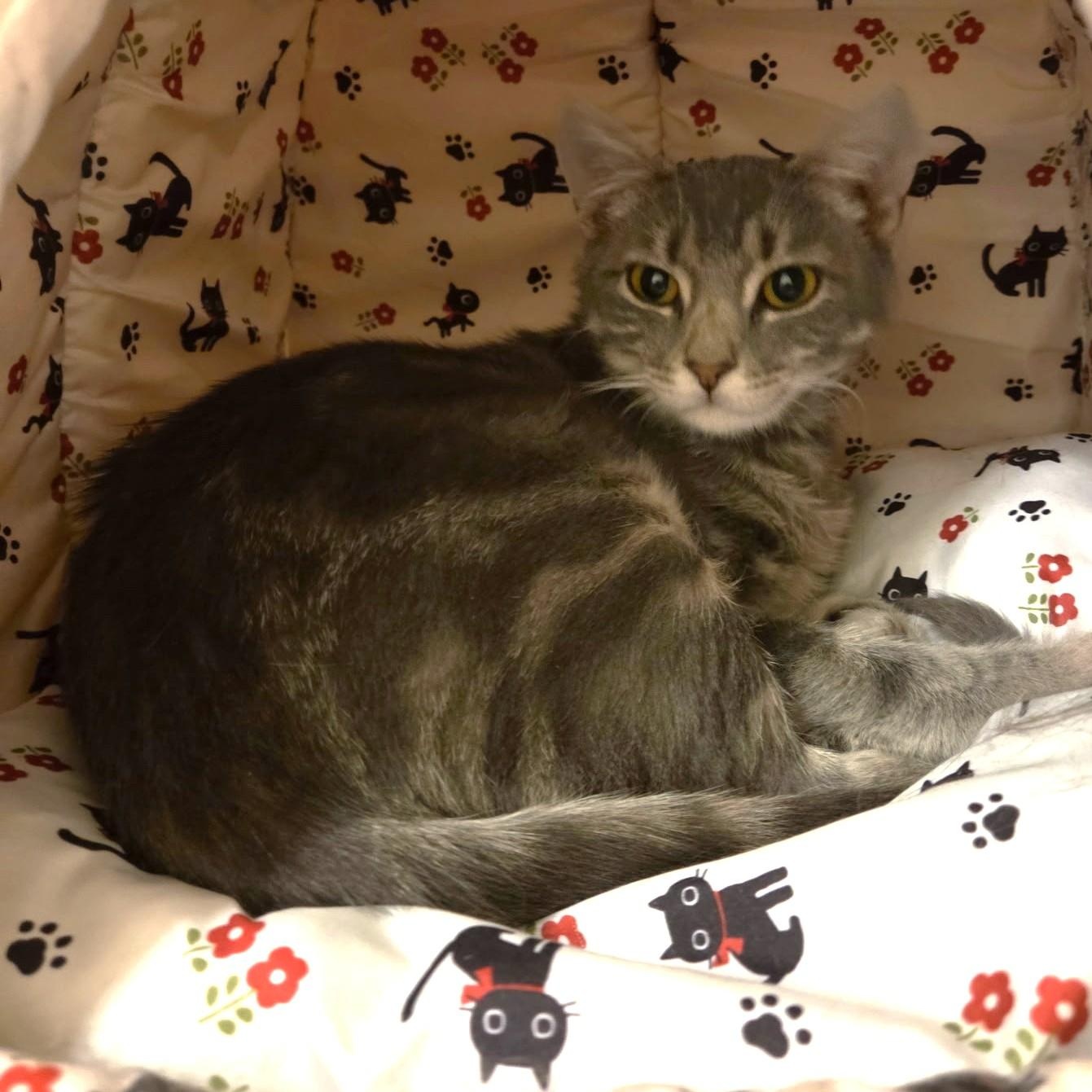 William, a ADOPTABLE Domestic Short Hair in West Orange, NJ image 4/6