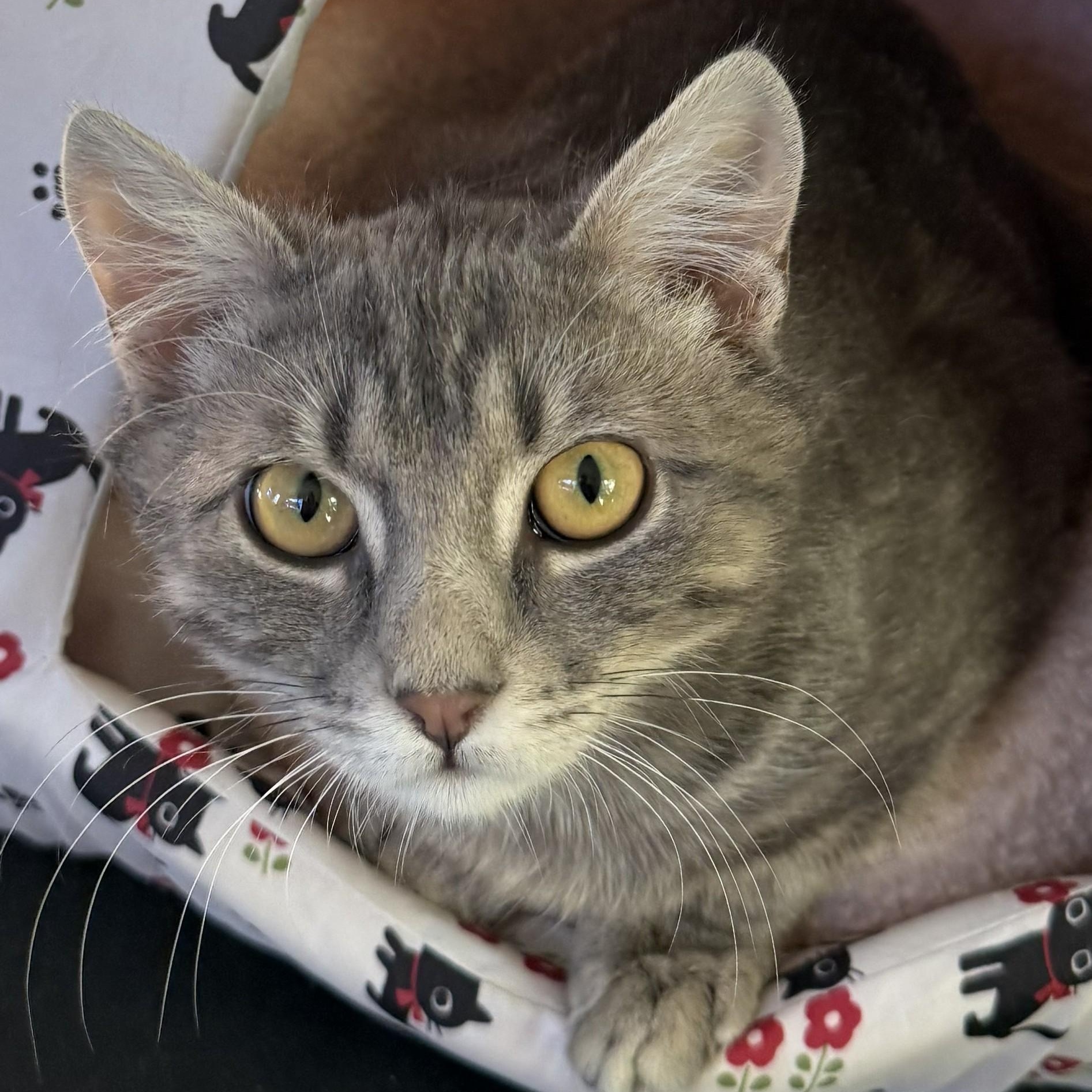 Enlarge William, a ADOPTABLE Domestic Short Hair in West Orange, NJ image 1/2