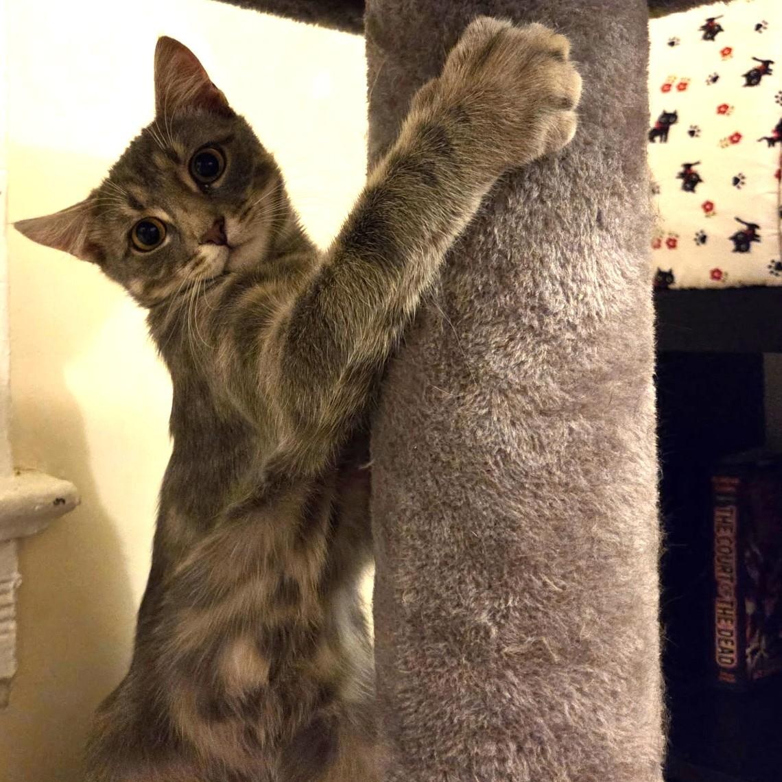 William, a ADOPTABLE Domestic Short Hair in West Orange, NJ image 6/6