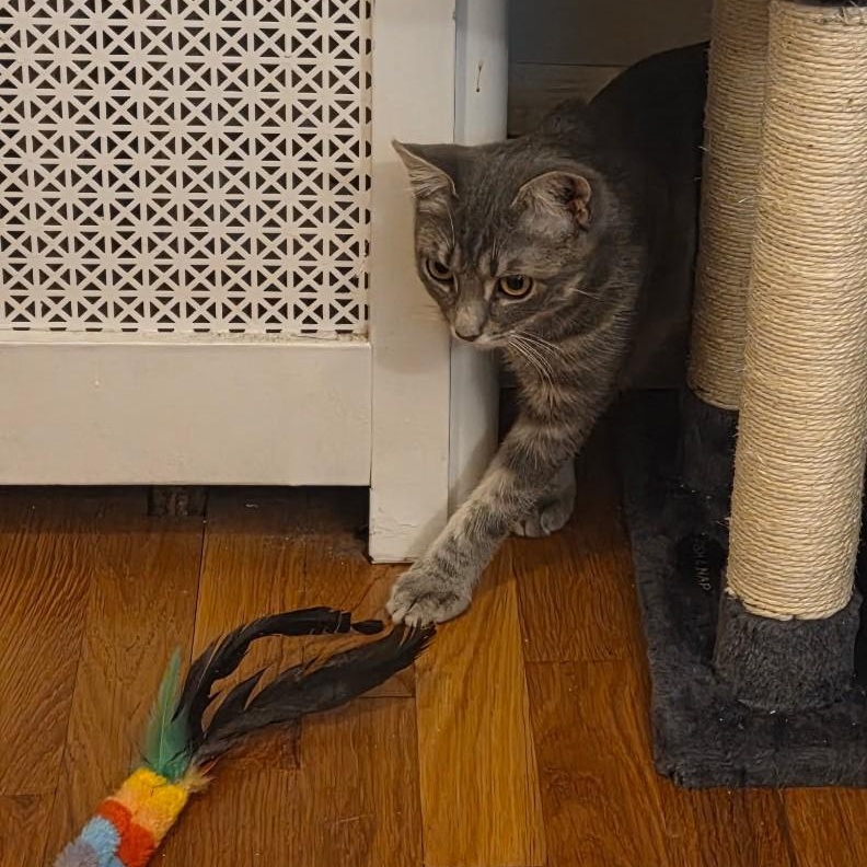 William, a ADOPTABLE Domestic Short Hair in West Orange, NJ image 2/6