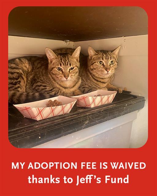 AURORA, Adoptable, Young Female Domestic Short Hair.