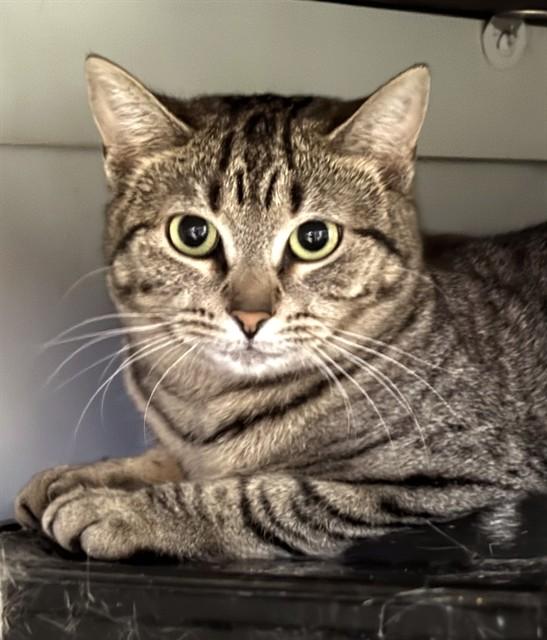 Enlarge AURORA, a Adoptable Domestic Short Hair in Dedham, MA image 2/2