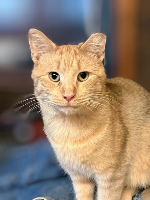 Enlarge Mandarin, a Adoptable mixed breed in Monticello, MN image 1/2