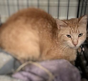 Enlarge Mandarin, a Adoptable mixed breed in Monticello, MN image 2/2