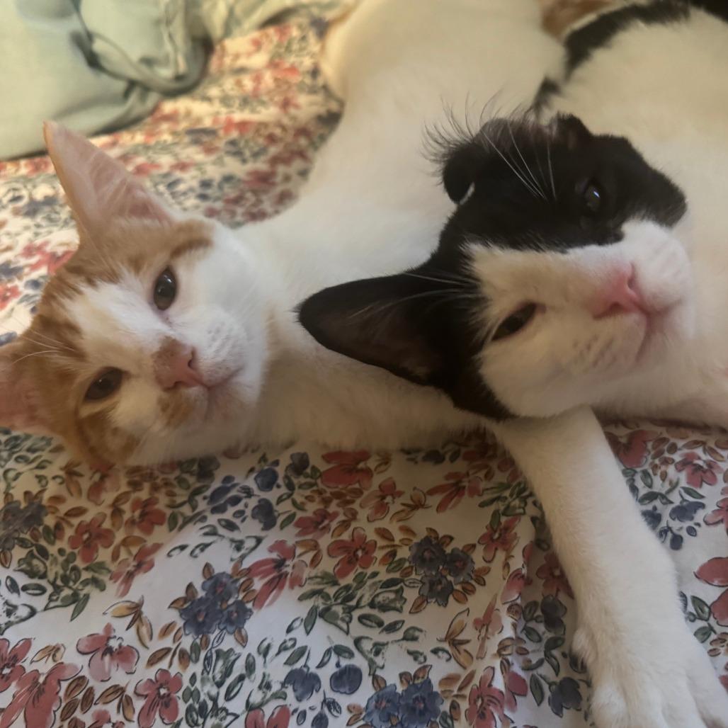 Junior, a Adoptable Domestic Short Hair in Santa Rosa, CA image 1/6