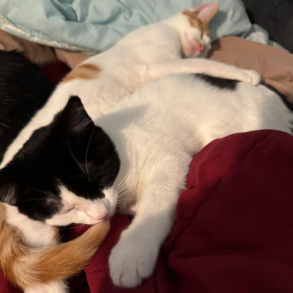 Junior, a Adoptable Domestic Short Hair in Santa Rosa, CA image 2/6