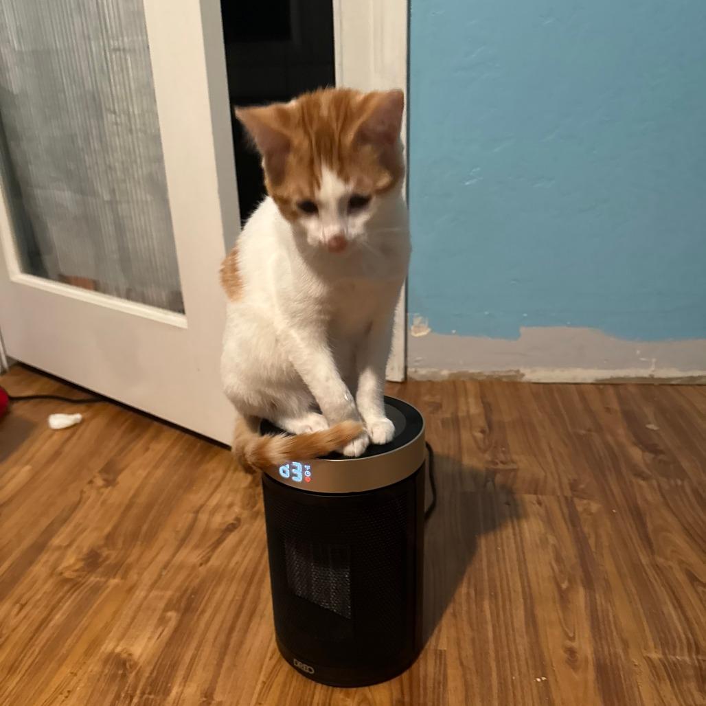 Junior, a Adoptable Domestic Short Hair in Santa Rosa, CA image 3/6