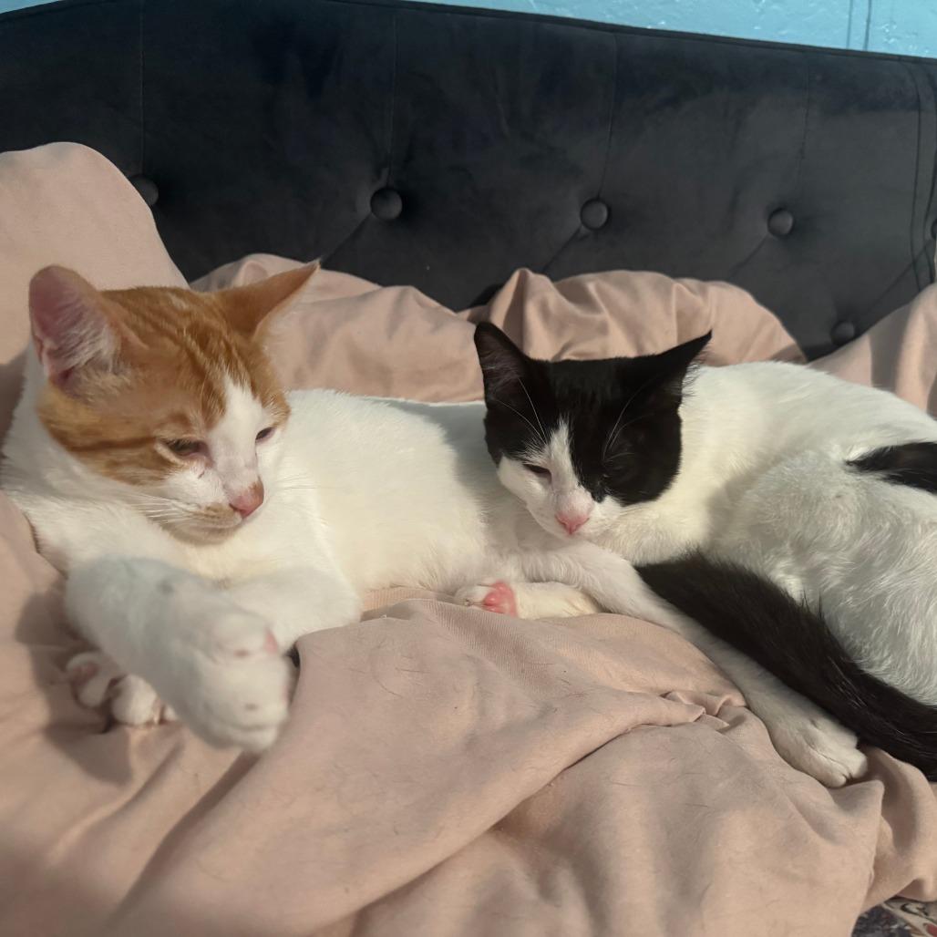 Junior, a Adoptable Domestic Short Hair in Santa Rosa, CA image 4/6