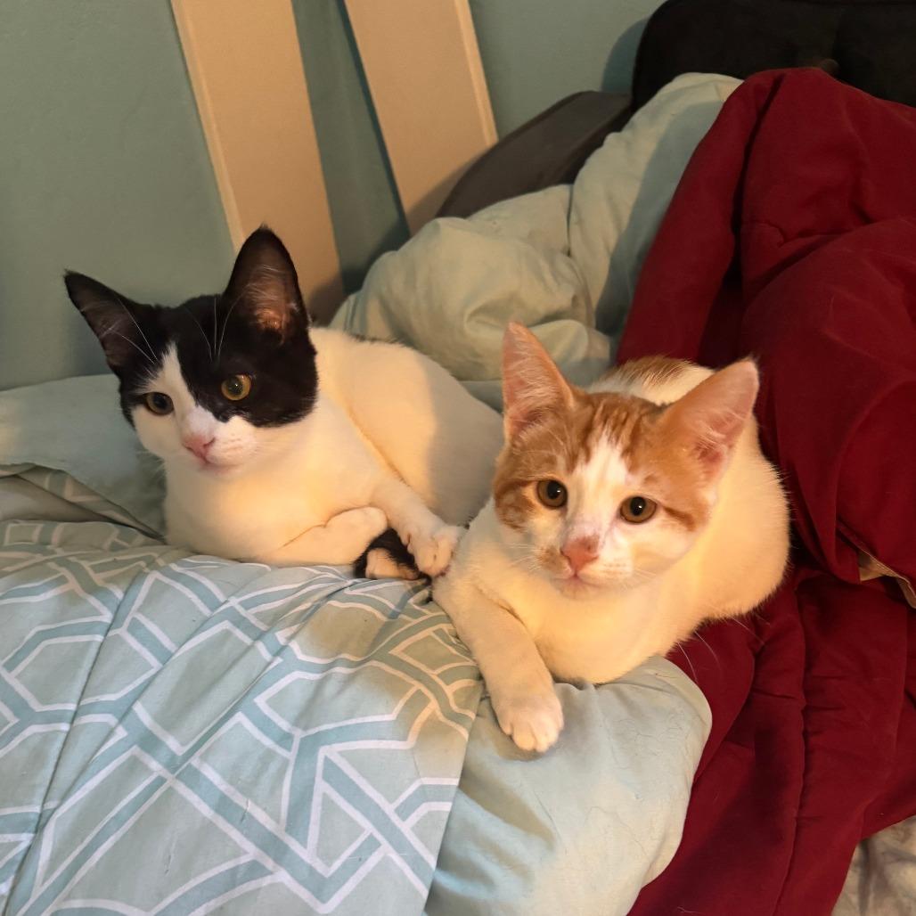 Junior, a Adoptable Domestic Short Hair in Santa Rosa, CA image 5/6