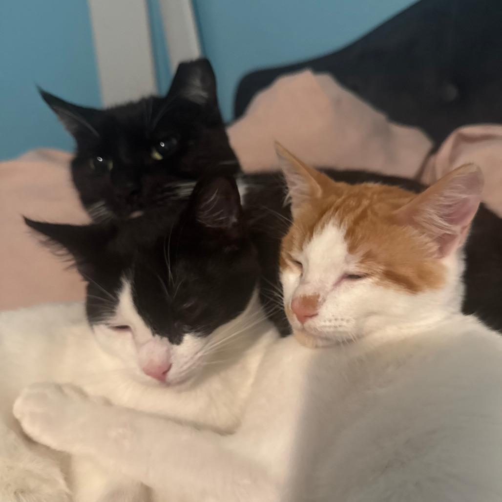 Junior, a Adoptable Domestic Short Hair in Santa Rosa, CA image 6/6