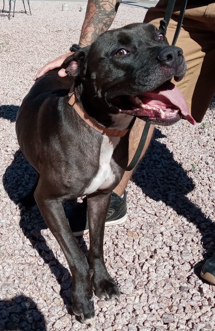 Shadow, a Adoptable mixed breed in Payson, AZ image 1/6