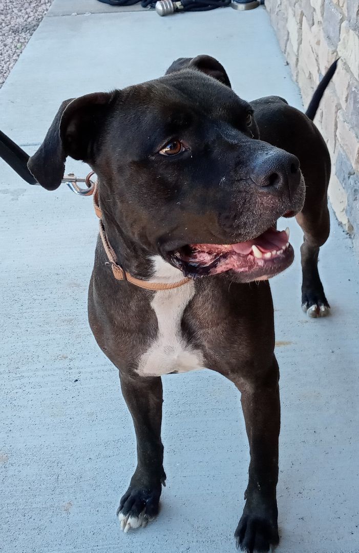 Shadow, a Adoptable mixed breed in Payson, AZ image 2/6