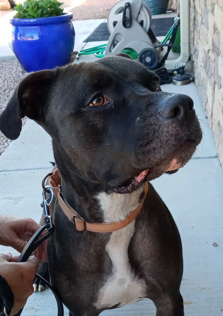 Shadow, a Adoptable mixed breed in Payson, AZ image 5/6