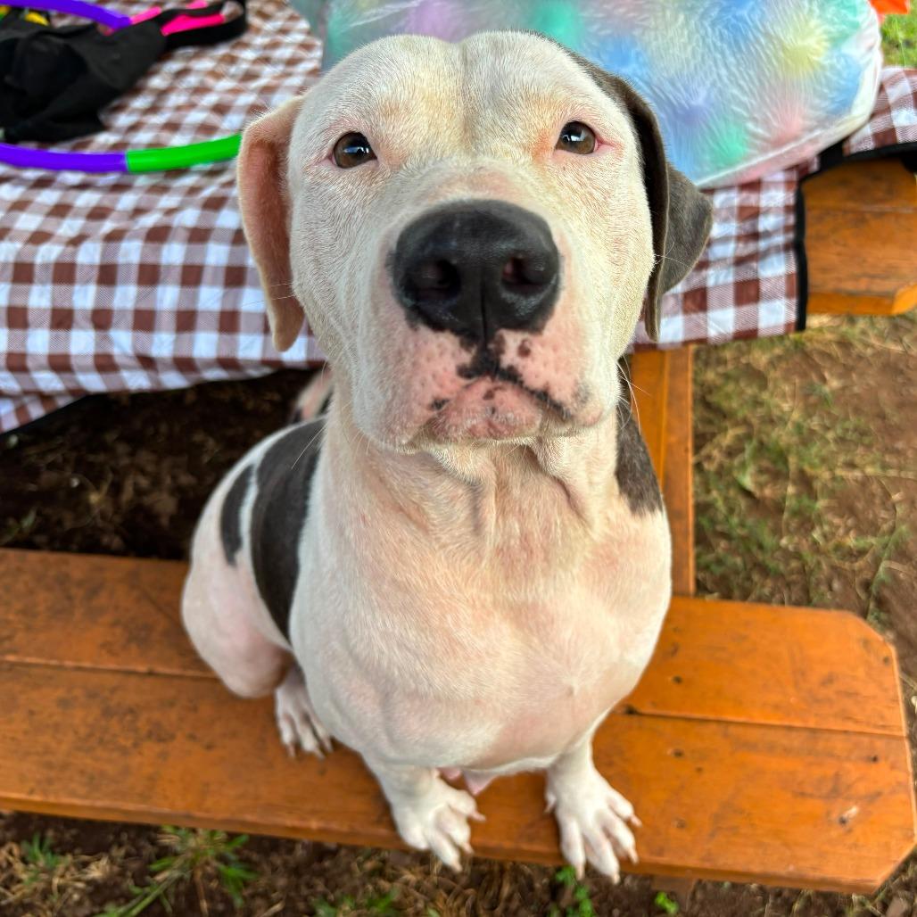 Enlarge Lokelani, a Adoptable Terrier in Wahiawa, HI image 3/3