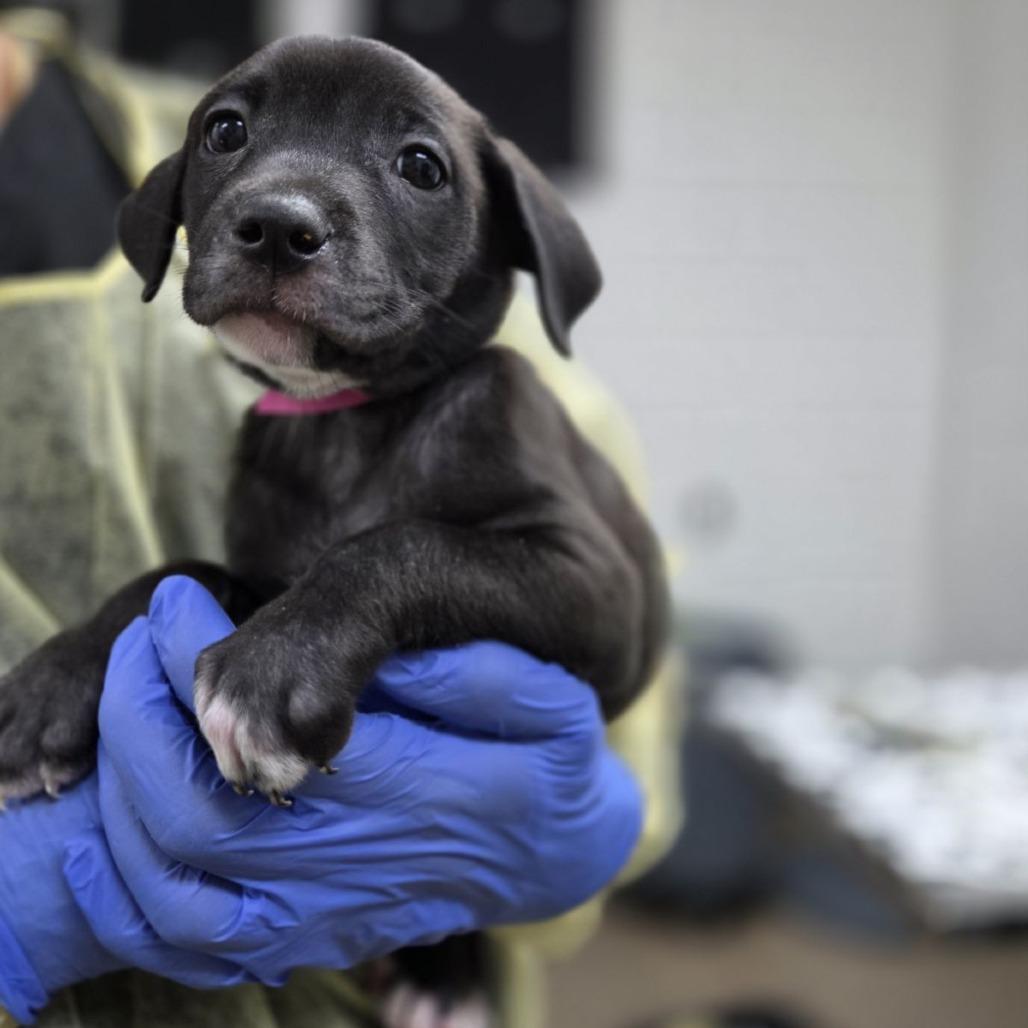 San, Adoptable, Puppy Female Retriever & Pit Bull Terrier.