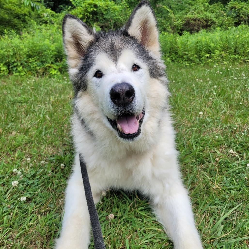 Balto, Adoptable, Senior Male Alaskan Malamute.