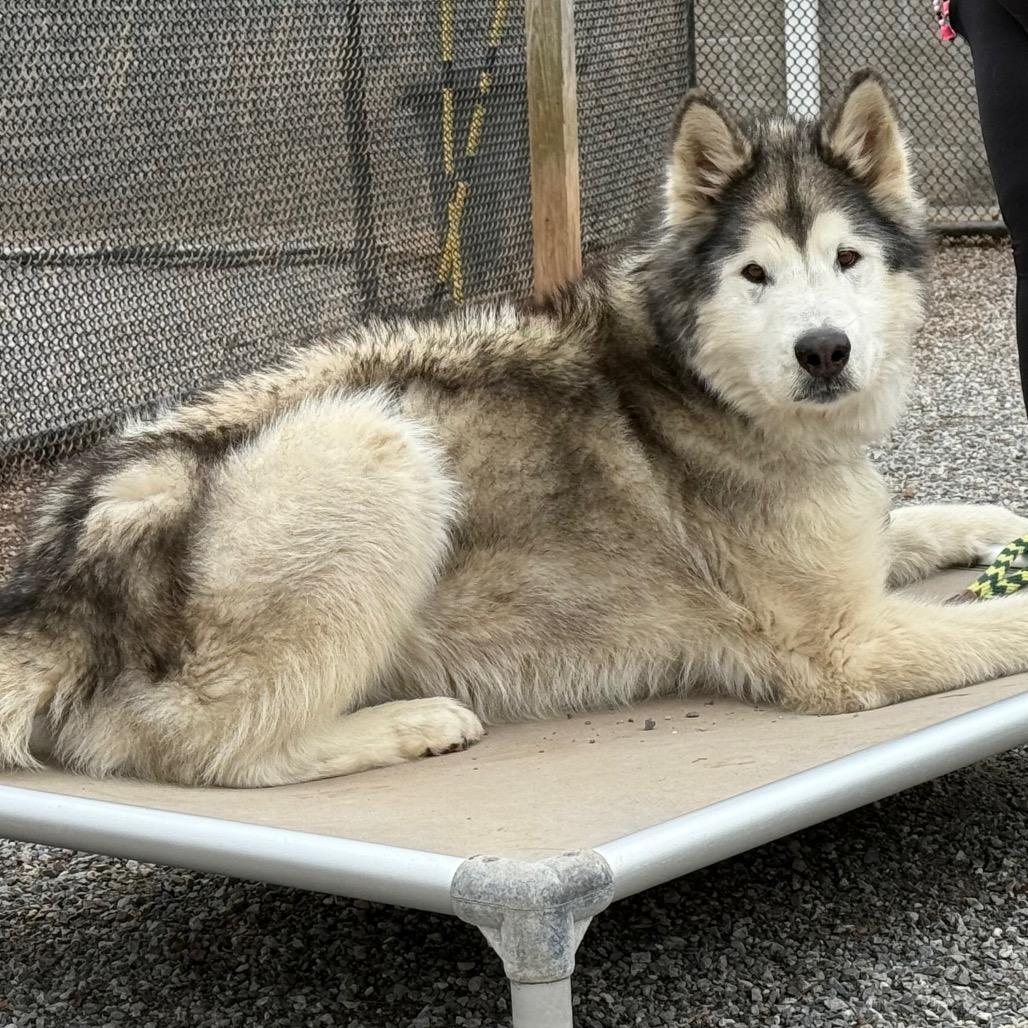 Balto, a Adoptable Alaskan Malamute in York, PA image 2/6
