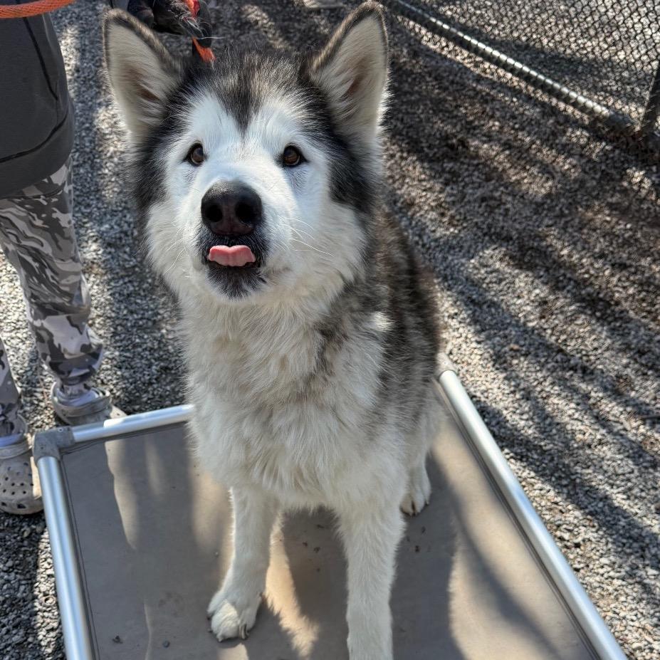 Balto, a Adoptable Alaskan Malamute in York, PA image 6/6