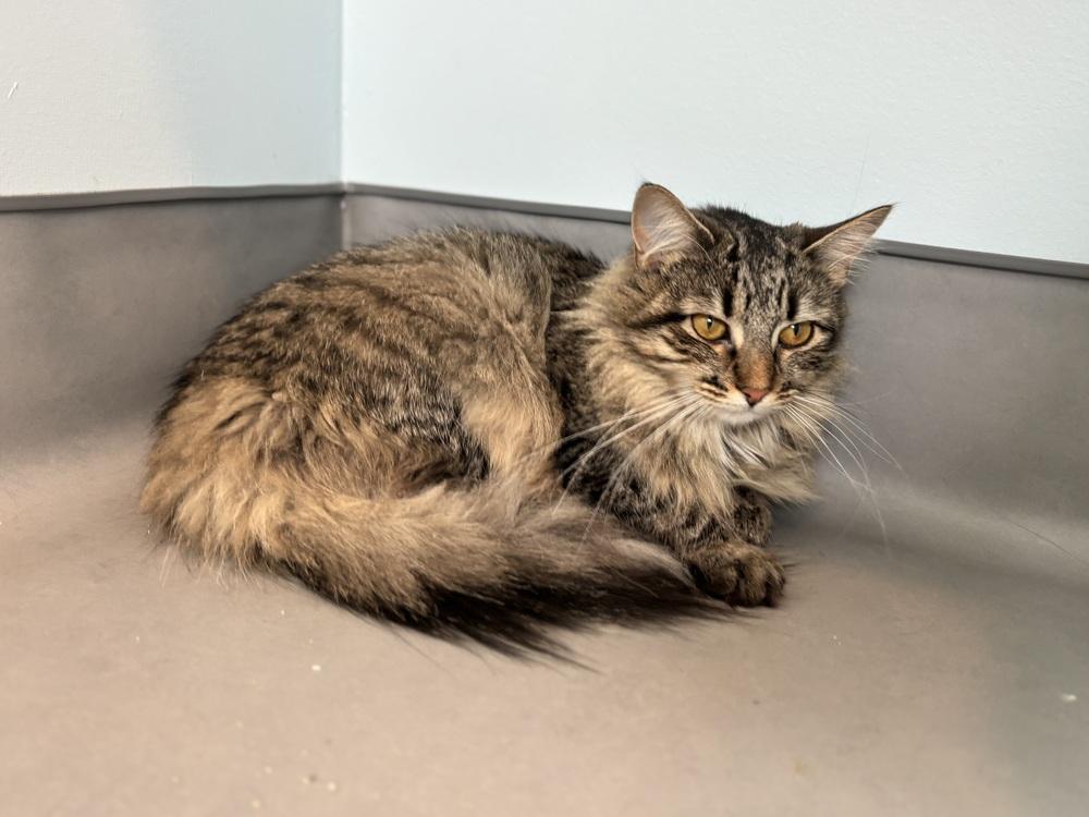 Enlarge Nessie, a Adoptable mixed breed in Norristown, PA image 1/6