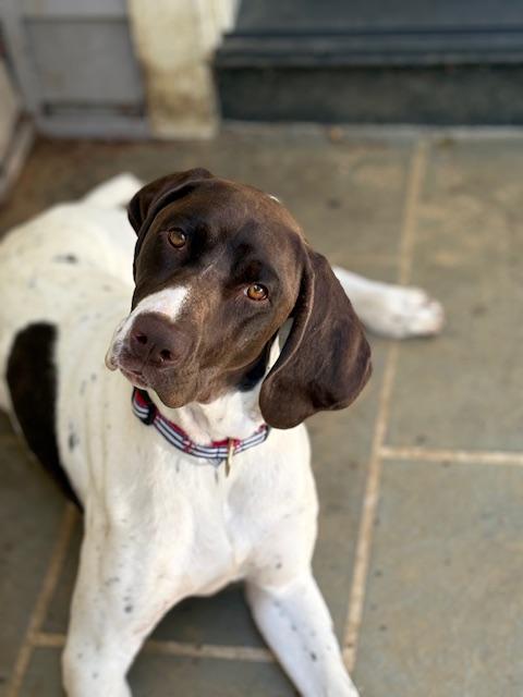 George, Adopted, Young Male German Shorthaired Pointer.