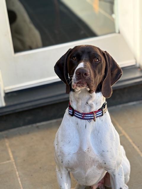 Enlarge George, a Adopted German Shorthaired Pointer in Oak Ridge, NJ image 2/3
