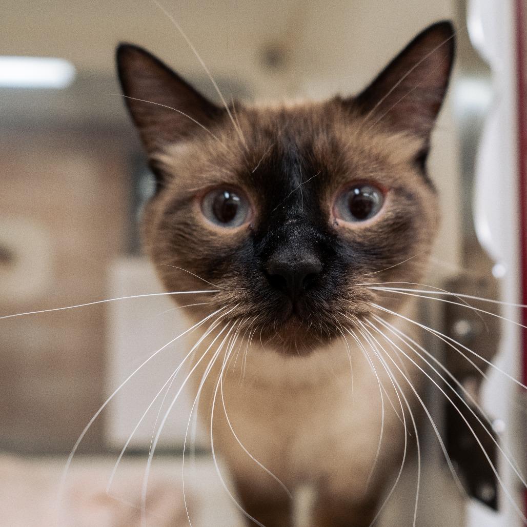 Oreo, Adoptable, Adult Male Siamese.