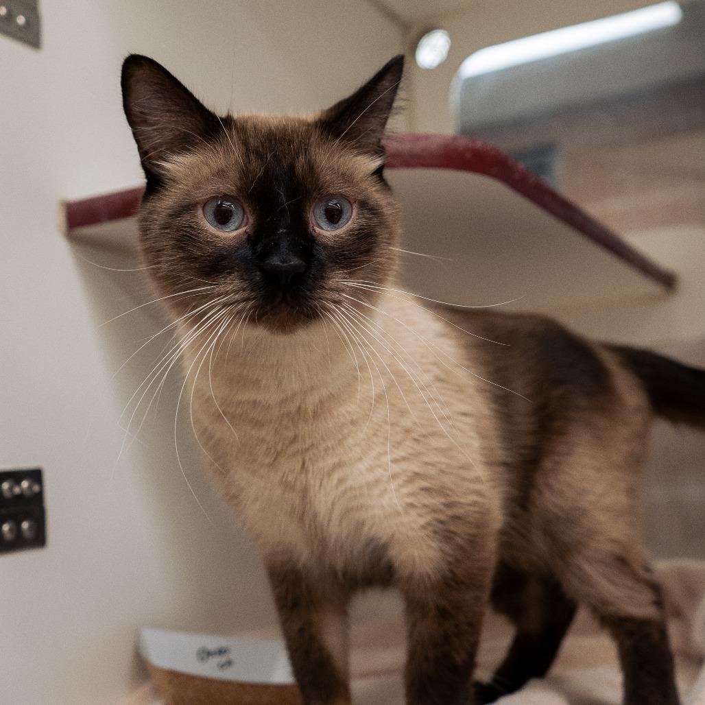 Enlarge Oreo, a Adoptable Siamese in Cheyenne, WY image 2/6