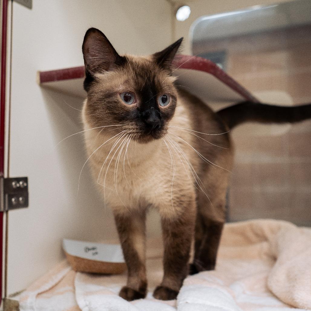 Enlarge Oreo, a Adoptable Siamese in Cheyenne, WY image 3/6