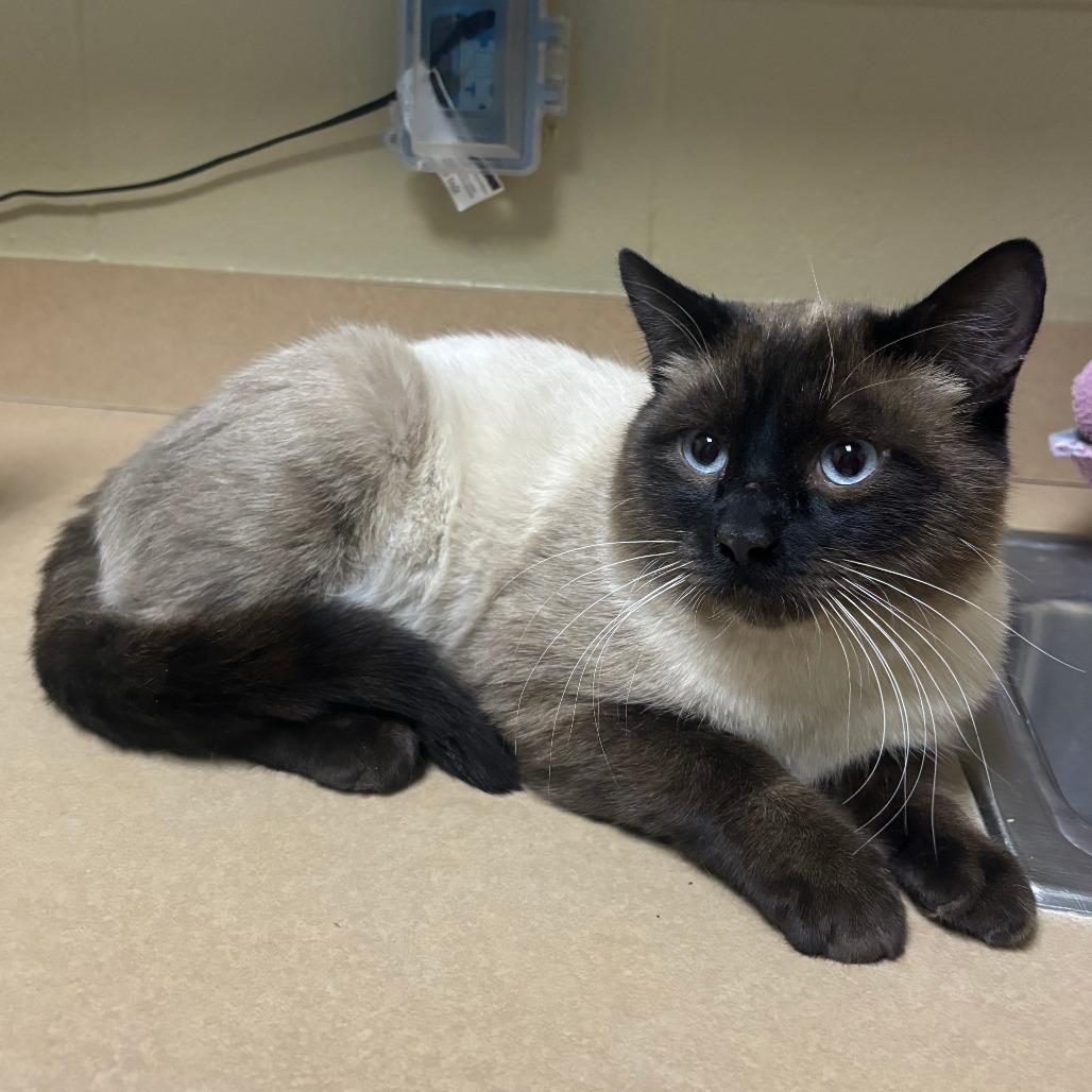 Enlarge Oreo, a Adoptable Siamese in Cheyenne, WY image 4/6
