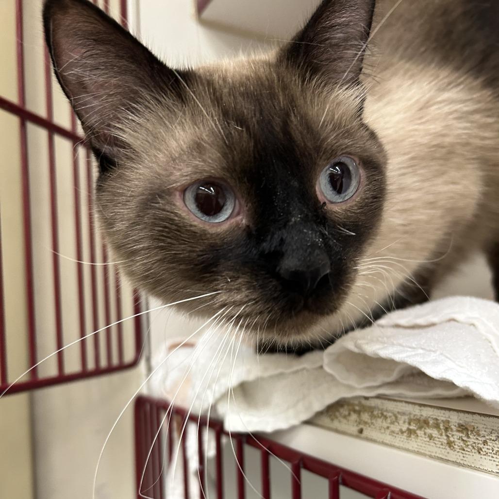 Enlarge Oreo, a Adoptable Siamese in Cheyenne, WY image 5/6
