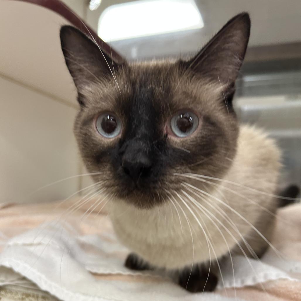 Enlarge Oreo, a Adoptable Siamese in Cheyenne, WY image 6/6