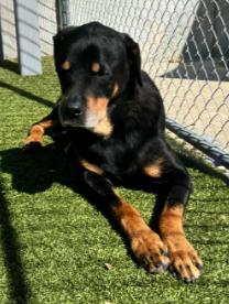 Luke, Adoptable, Young Male Rottweiler.