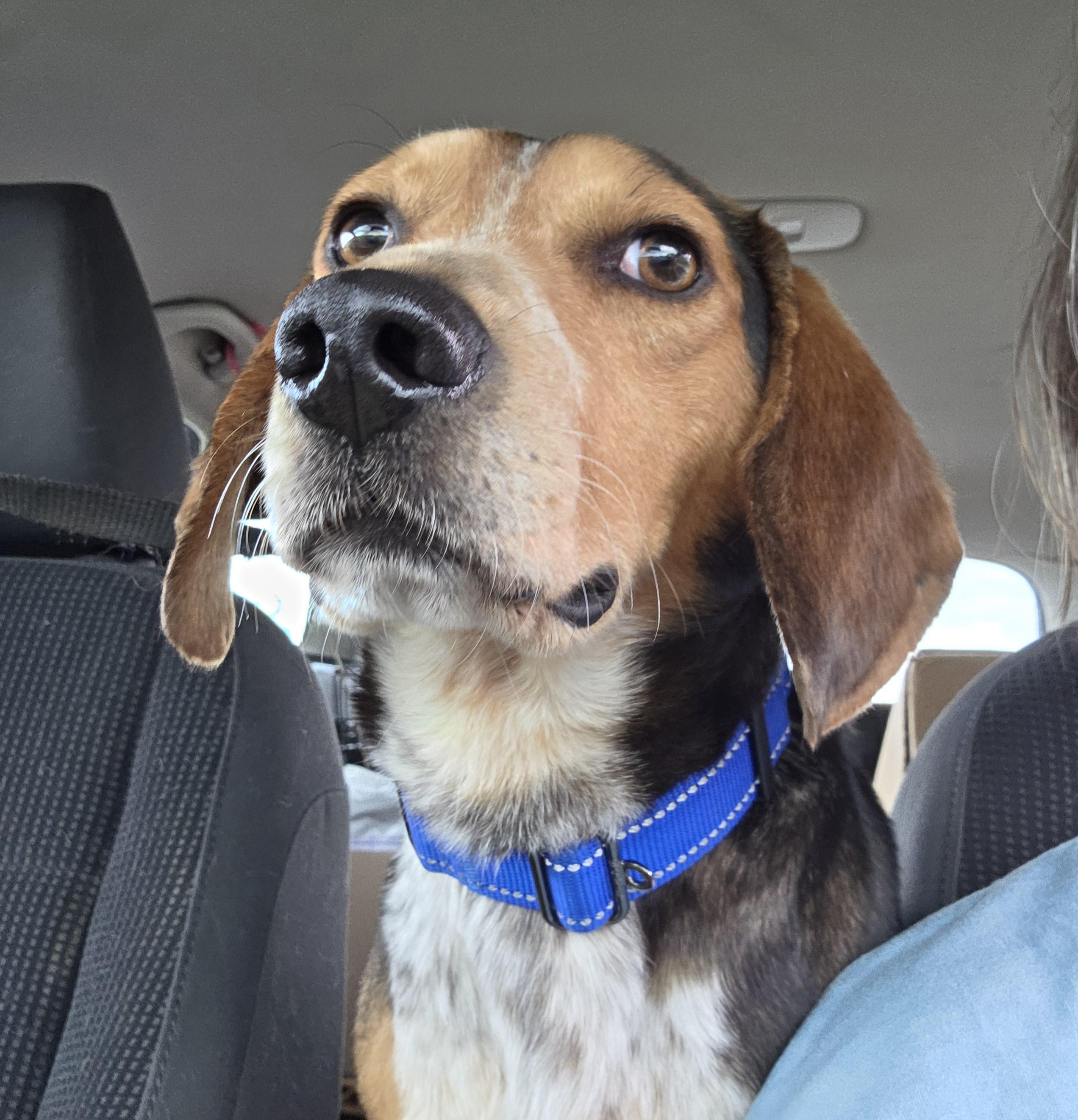 Enlarge Jack, a ADOPTABLE Beagle in Brookville, PA image 2/3