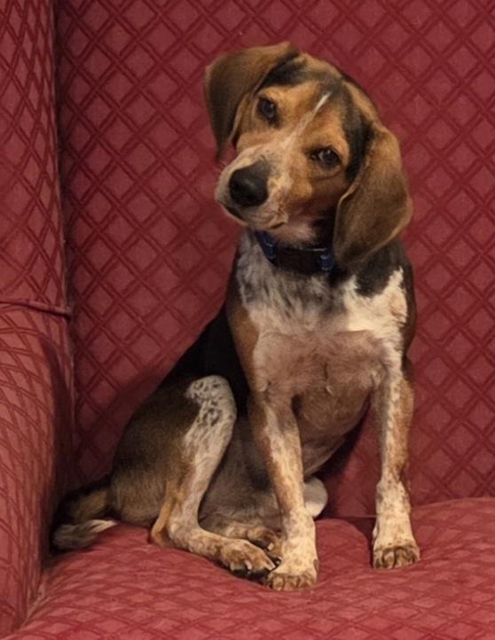 Enlarge Jack, a ADOPTABLE Beagle in Brookville, PA image 1/3