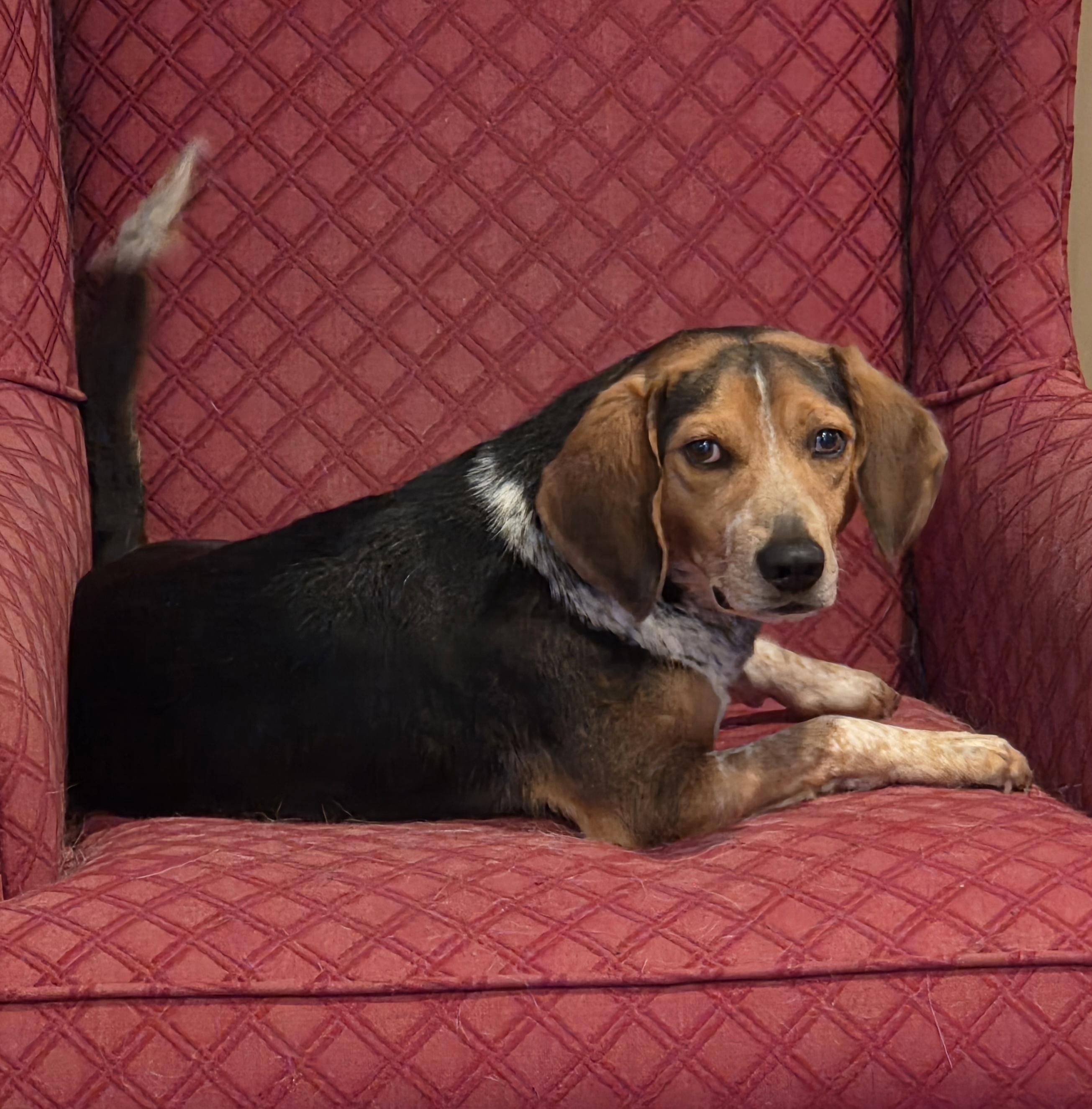 Enlarge Jack, a ADOPTABLE Beagle in Brookville, PA image 3/3