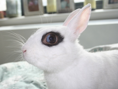 FOSTER A HUG-A-BUNNY! photo 1