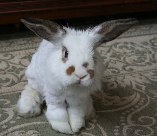 FOSTER A HUG-A-BUNNY! photo 2