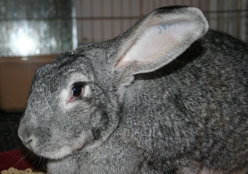 Enlarge FOSTER A HUG-A-BUNNY!, a Adoptable mixed breed in Waldwick, NJ image 3/6