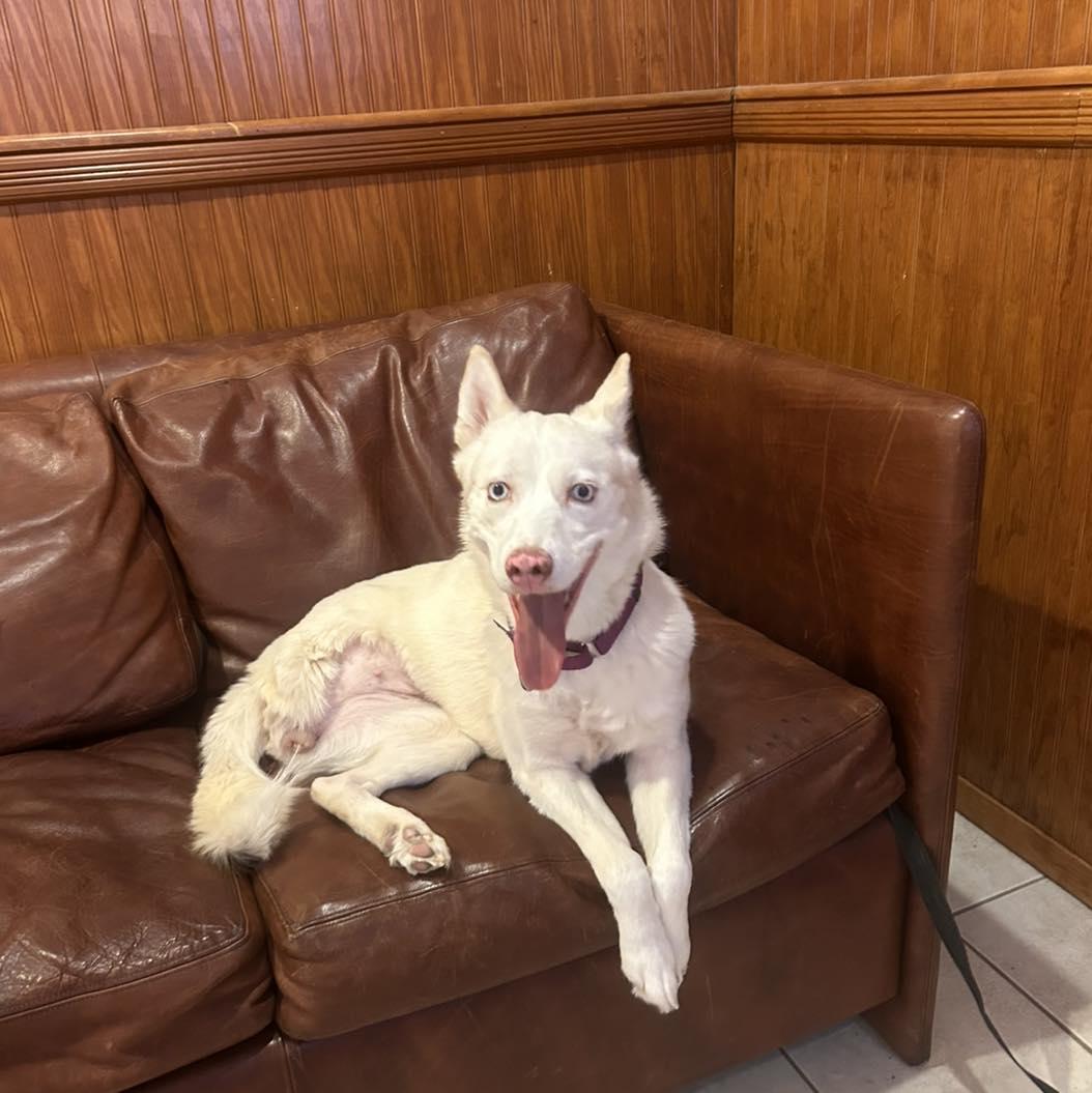 Enlarge Lucy, a ADOPTABLE Husky in AQUEBOGUE, NY image 2/5
