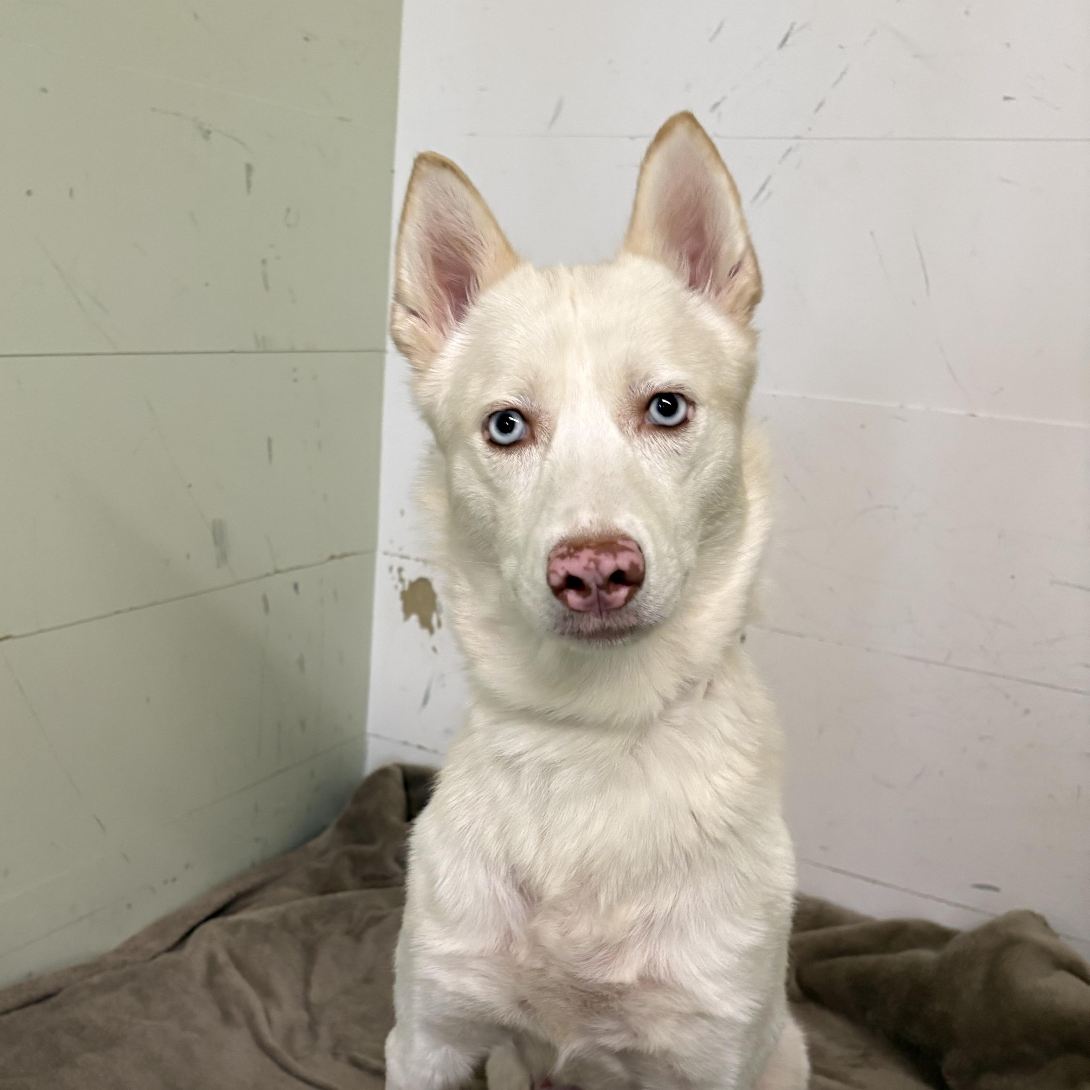Enlarge Lucy, a ADOPTABLE Husky in AQUEBOGUE, NY image 4/5