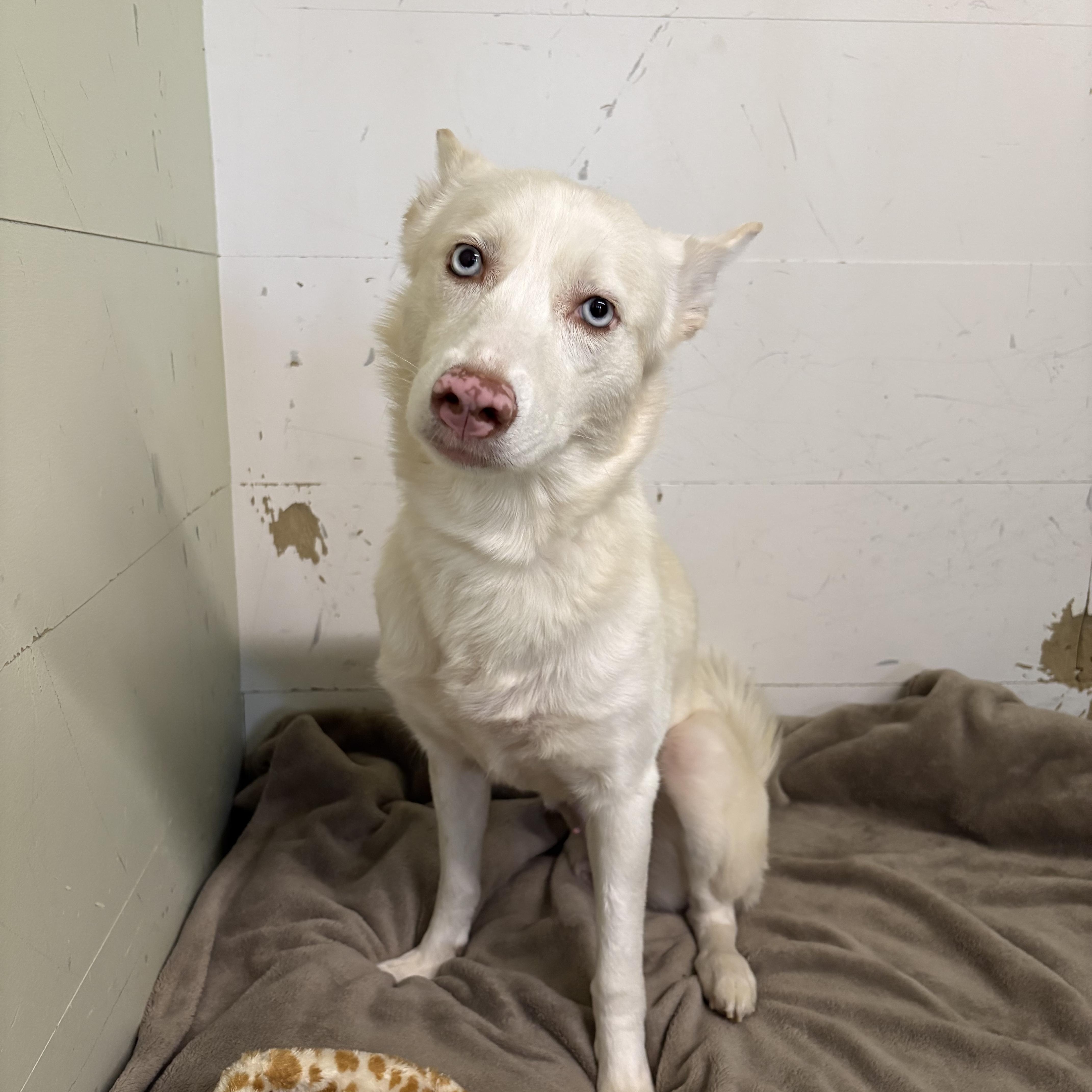 Enlarge Lucy, a ADOPTABLE Husky in AQUEBOGUE, NY image 5/5