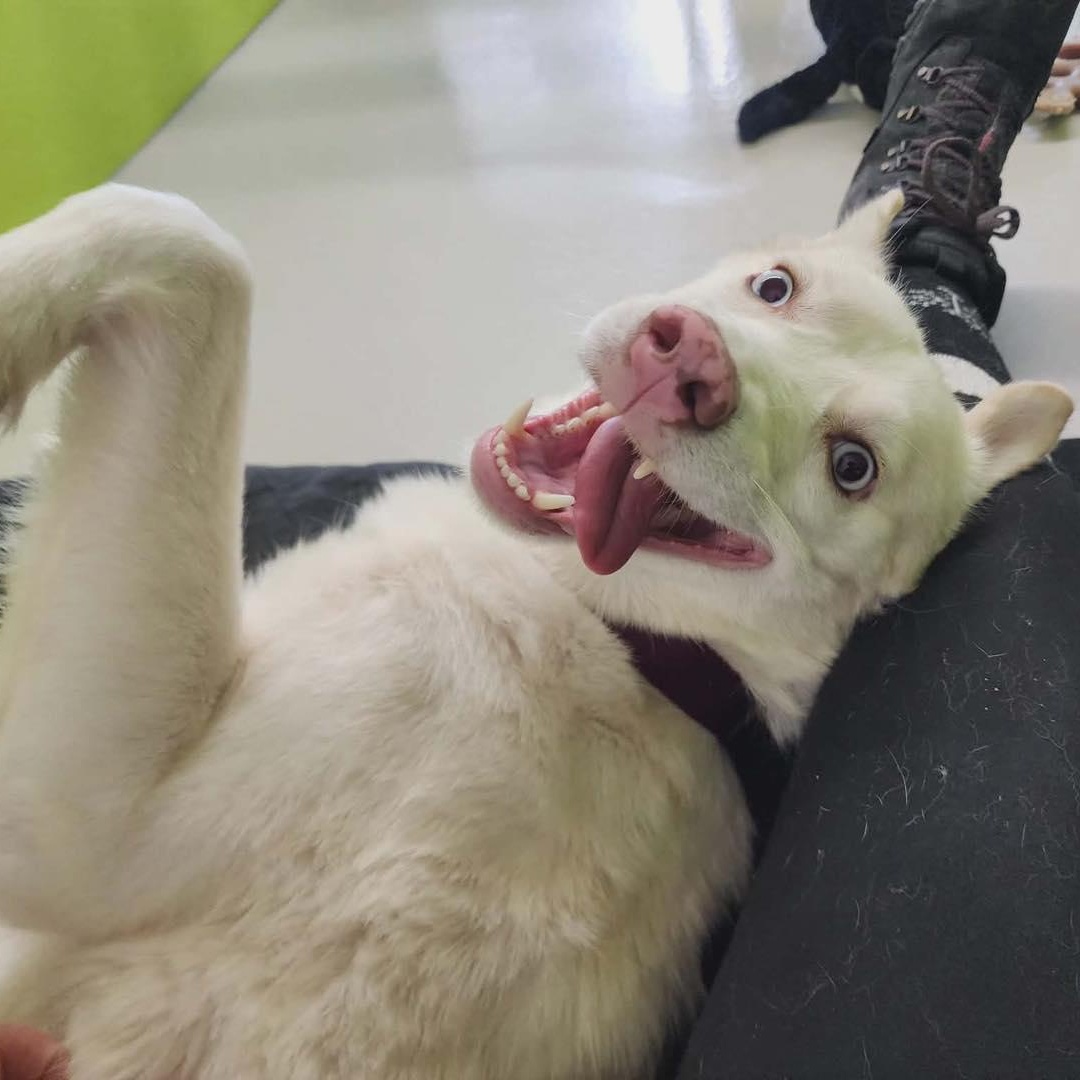 Enlarge Lucy, a ADOPTABLE Husky in AQUEBOGUE, NY image 3/5