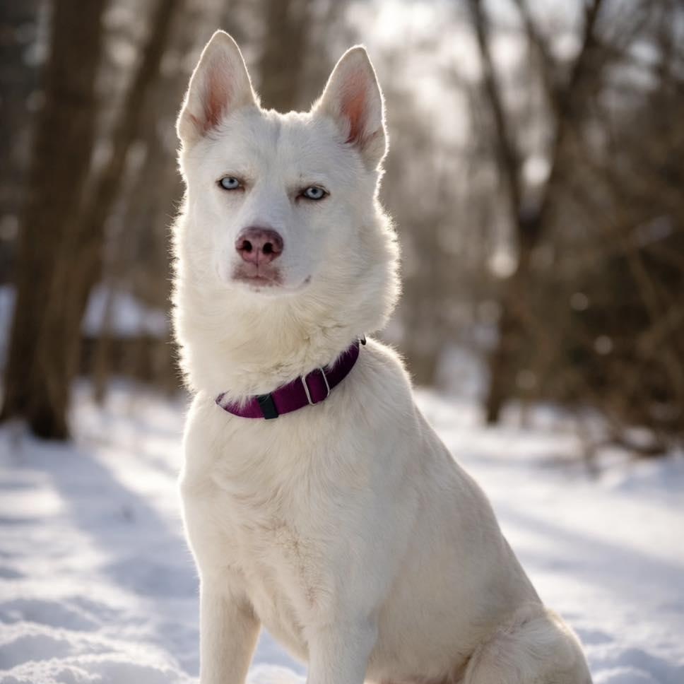 Enlarge Lucy, a ADOPTABLE Husky in AQUEBOGUE, NY image 1/5