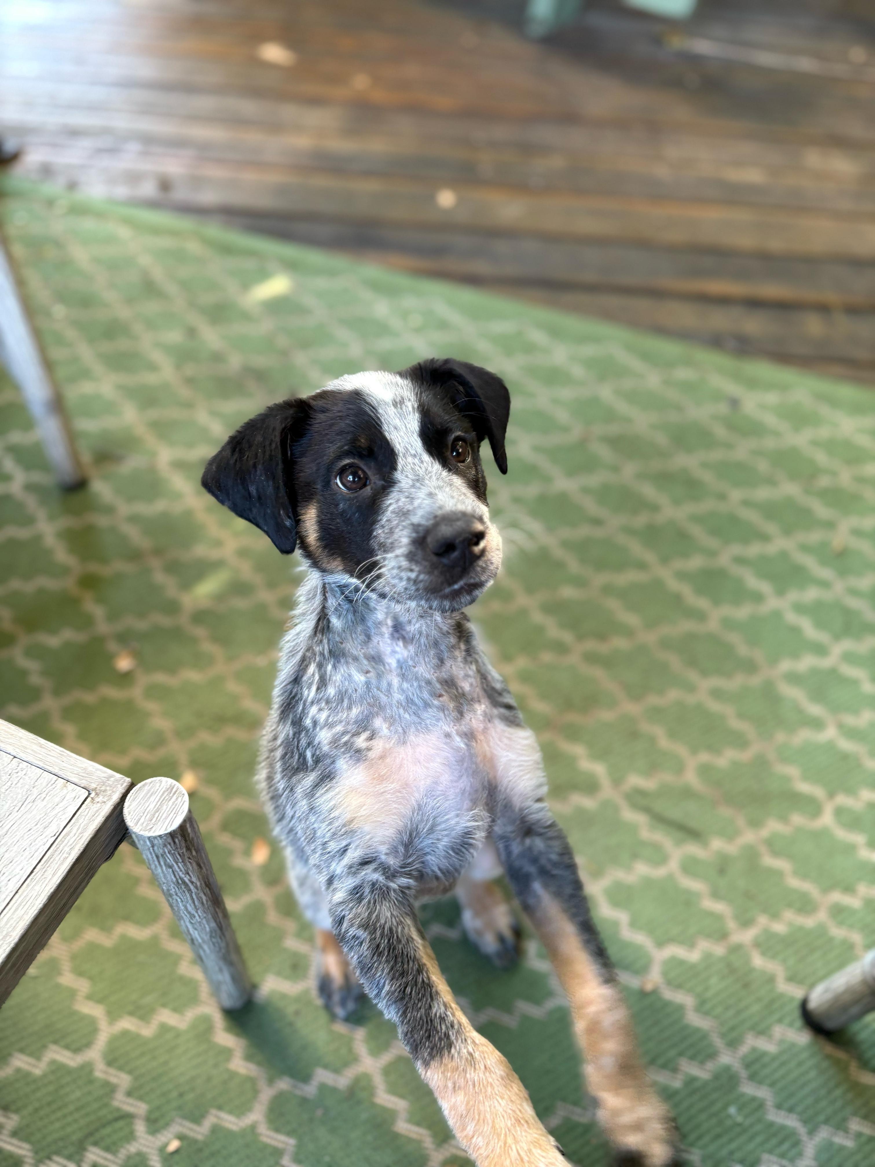 Enlarge Lil Man, a Adopted mixed breed in Discovery Bay, CA image 1/1
